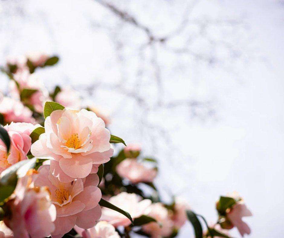 6 astuces pour un nettoyage de printemps efficace