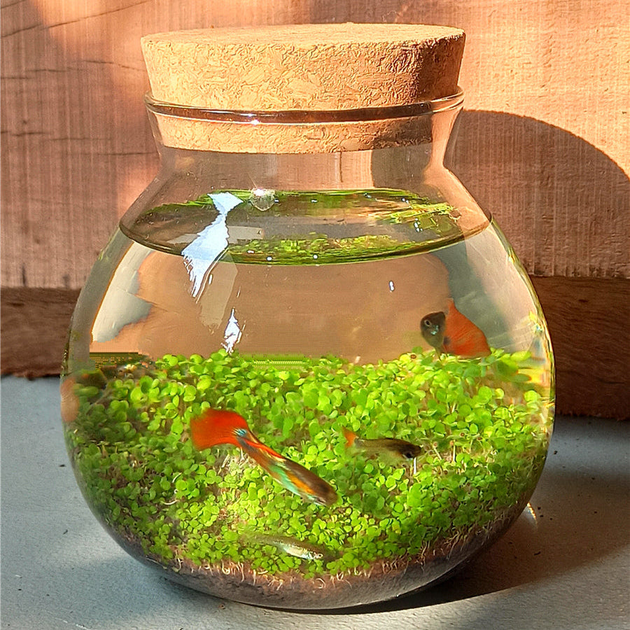Bocal en verre rond avec couvercle en bois